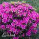 Азалия японская Орлице (Azalea japonica Orlice) 20101 фото 1