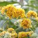Буддлея Санголд (Buddleja &times; weyeriana Sungold) 20210 фото 2
