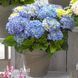 Гортензія великолиста Хай Маунтін (Hydrangea macrophylla Hi Mountain) 20350 фото 1