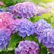 Гортензія великолиста Хай Маунтін (Hydrangea macrophylla Hi Mountain) 20350 фото 2