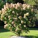 Гортензія волотиста Лаймлайт (Hydrangea paniculata Limelight) 20400 фото 2