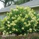 Гортензія волотиста Лаймлайт (Hydrangea paniculata Limelight) 20400 фото 1