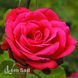 Троянда чайно-гібридна Дам де Кер (Rosa Dame de Coeur) 50018 фото 1