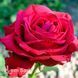 Троянда чайно-гібридна Дам де Кер (Rosa Dame de Coeur) 50018 фото 3
