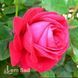 Троянда чайно-гібридна Дам де Кер (Rosa Dame de Coeur) 50018 фото 2