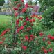 Роза плетистая Симпатия (Rosa Sympathie) 50260 фото 2