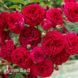 Роза плетистая Симпатия (Rosa Sympathie) 50260 фото 3
