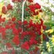 Роза плетистая Симпатия (Rosa Sympathie) 50260 фото 1