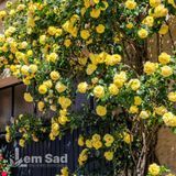 Троянда плетиста Голден Шауерс (Rosa Golden Showers) 50261 фото