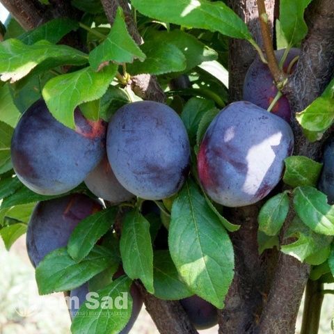 Слива Амерс 10038 фото