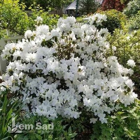 Азалія японська Панда (Azalea japonica Panda) 20102 фото