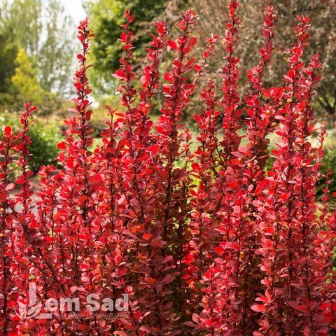 Барбарис Тунберга Дартс Ред Леди (Berberis thunbergii Dart&rsquo;s Red Lady) 20000 фото