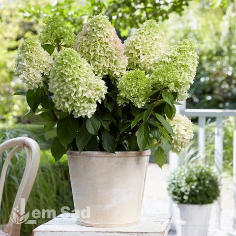 Гортензия метельчатая Литл Фреско (Hydrangea paniculata Little Fresco) 20401 фото