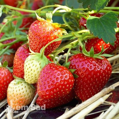 Полуниця Царська Корона (Fragaria &times; ananassa Tsarska Korona) 30032 фото