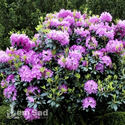 Рододендрон Roseum Elegans 20048 фото
