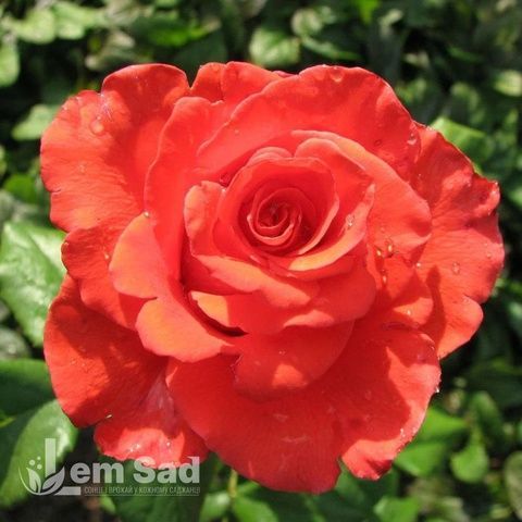 Троянда чайно-гібридна Корвет (Rosa Corvette) 50019 фото