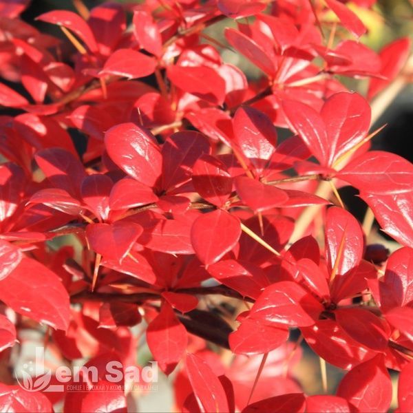 Барбарис Тунберга Дартс Ред Леди (Berberis thunbergii Dart&rsquo;s Red Lady) 20000 фото