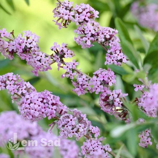 Буддлея Юник (Buddleja alternifolia Unique) 20211 фото