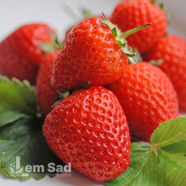 Полуниця Царська Корона (Fragaria &times; ananassa Tsarska Korona) 30032 фото