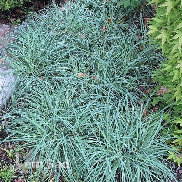 Осока Блю Зінгер (Carex flacca Blue Zinger) 20051 фото