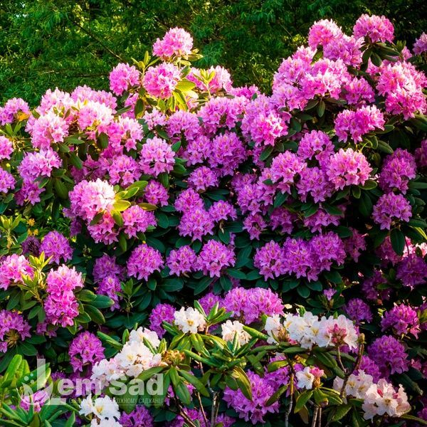 Рододендрон Roseum Elegans 20048 фото