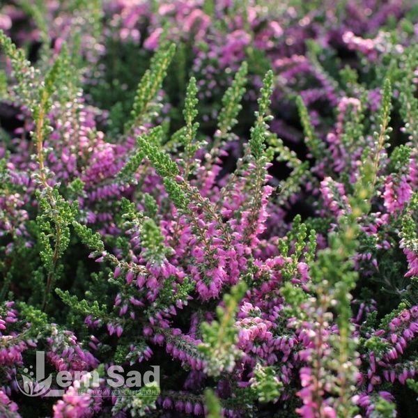 Верес звичайний Кармен (Calluna vulgaris Carmen) 20261 фото