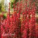 Барбарис Тунберга Дартс Ред Леди (Berberis thunbergii Dart&rsquo;s Red Lady) 20000 фото 1