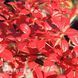 Барбарис Тунберга Дартс Ред Леди (Berberis thunbergii Dart&rsquo;s Red Lady) 20000 фото 3