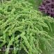 Барбарис Тунберга Грин Карпет (Berberis thunbergii Green Carpet) 20152 фото 3