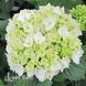 Гортензия крупнолистная Айс Гёрл (Hydrangea macrophylla Ice Girl) 20351 фото 2
