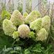 Гортензія волотиста Літл Фреско (Hydrangea paniculata Little Fresco) 20401 фото 2
