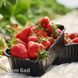 Полуниця Царська Корона (Fragaria &times; ananassa Tsarska Korona) 30032 фото 3