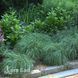 Осока Блю Зінгер (Carex flacca Blue Zinger) 20051 фото 1