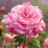 Троянда чайно-гібридна Пінк Інтуішн (Rosa Pink Intuition) 50020 фото