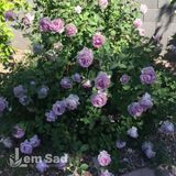 Троянда плетиста Блю Мун (Rosa Blue Moon Cl.) 50262 фото