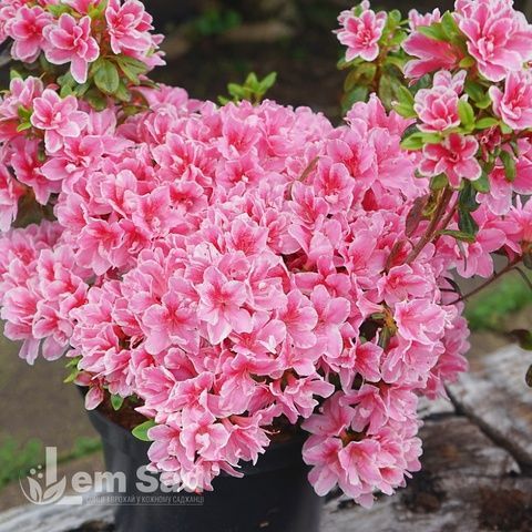 Азалія японська Пінк Поетрі (Azalea japonica Pink Poetry) 20103 фото