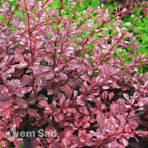 Барбарис Тунберга Арлекин (Berberis thunbergii Harlequin) 20153 фото