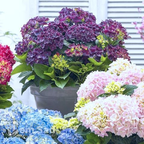 Гортензия крупнолистная Джип Блу (Hydrangea macrophylla Jip Blue) 20352 фото