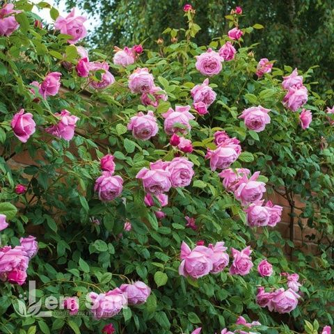 Роза английская Спирит оф Фридом (Rosa Spirit of Freedom) 50203 фото
