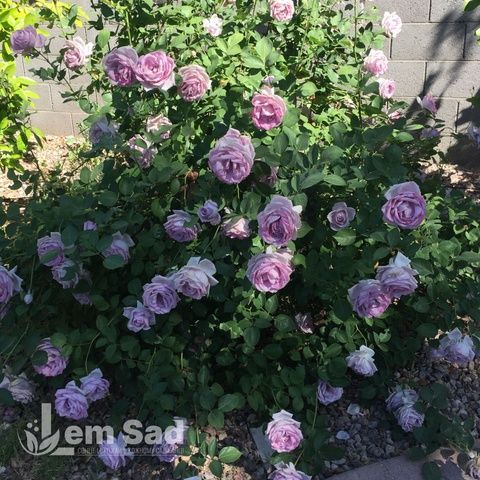 Роза плетистая Блю Мун (Rosa Blue Moon Cl.) 50262 фото