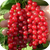 Смородина красная (Поричка)