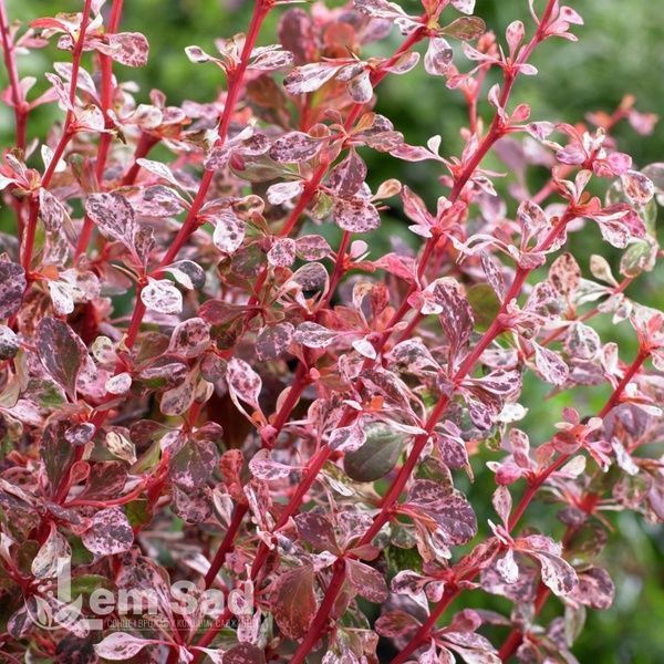 Барбарис Тунберга Арлекін (Berberis thunbergii Harlequin) 20153 фото