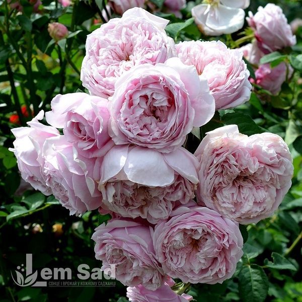 Роза английская Спирит оф Фридом (Rosa Spirit of Freedom) 50203 фото