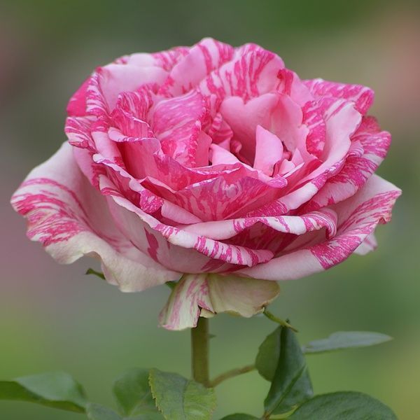 Роза чайно-гибридная Пинк Интуишн (Rosa Pink Intuition) 50020 фото