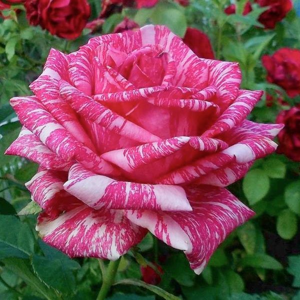 Роза чайно-гибридная Пинк Интуишн (Rosa Pink Intuition) 50020 фото
