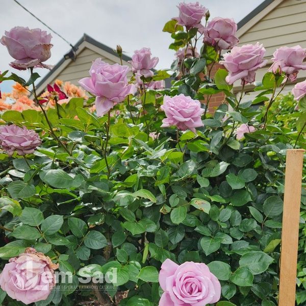 Роза плетистая Блю Мун (Rosa Blue Moon Cl.) 50262 фото