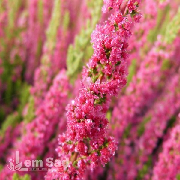 Вереск обыкновенный Диско Квин (Calluna vulgaris Disco Queen) 20262 фото