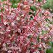 Барбарис Тунберга Арлекін (Berberis thunbergii Harlequin) 20153 фото 2