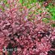 Барбарис Тунберга Арлекін (Berberis thunbergii Harlequin) 20153 фото 1