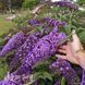 Буддлея Вайолет Каскейд (Buddleja davidii Violet Cascade) 20212 фото 2